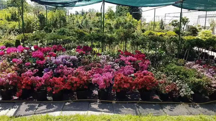 Coniferous plants at the nursery