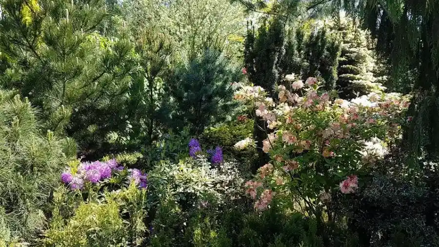 Deciduous trees