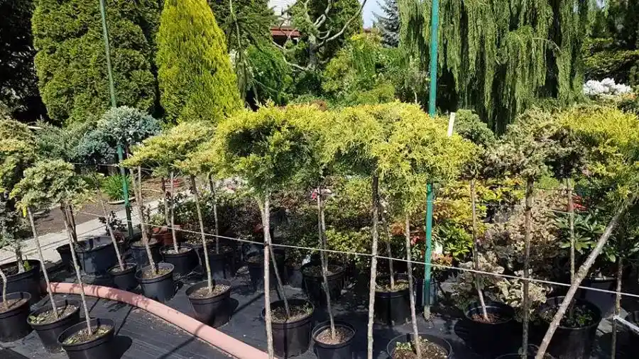 Containers with plants