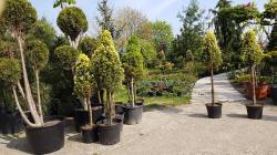 nursery of trees, shrubs of ornamental perennials
